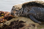Harbor Seal
