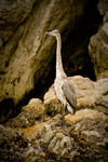 Blue Heron