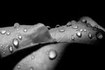 Leaf-0004