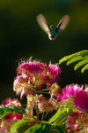 Humming Bird - 0158