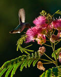 Humming Bird - 0159
