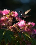 Humming Bird - 0165
