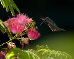 Humming Bird - 0171