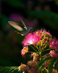 Humming Bird - 0173-2