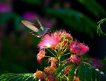 Humming Bird - 0173