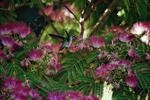 Humming Bird - 0189
