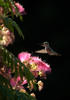 Humming Bird - 0207