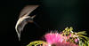 Humming Bird - 0208-2