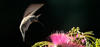 Humming Bird - 0208