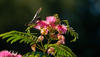 Humming Bird - 0220