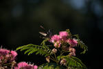 Humming Bird - 0221-2