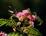 Humming Bird - 0221