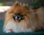 Taz-0270