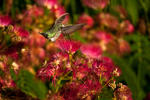 Humming Bird - 0336