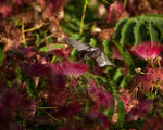Humming Bird - 0344