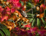 Humming Bird - 0346