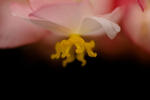 flower-0353