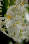 flowers-0356