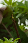 Bat Flower - 0360