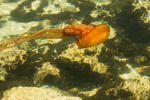 Jelly Fish - 0368