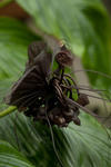Bat Flower - 0374