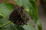 Bat Flower - 0375