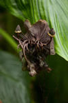 Bat Flower - 0376