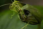 Bat Flower - 0377