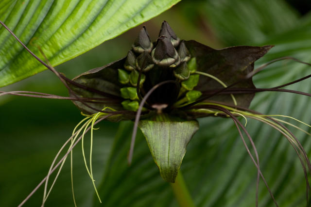 Bat Flower - 0378