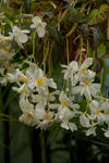 White Flowers - 0379