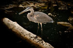 Heron - 0391