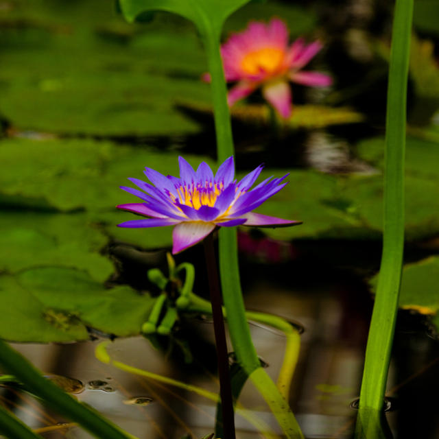 Water Lilly