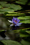 Water Lilly