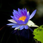 Water Lilly