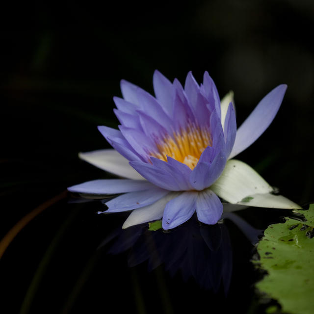 Water Lilly