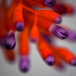 Flower-0396
