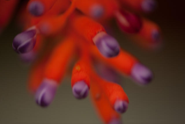Flower-0397