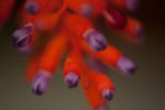 Flower-0397