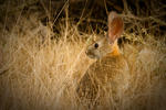 Lepus Californicus - 0415
