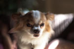 Chuey-0924