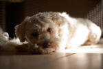 Poodle-0931