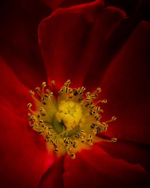 Red Rose - 1