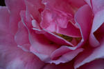 Pink Rose-2018