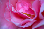 Pink Rose-2020