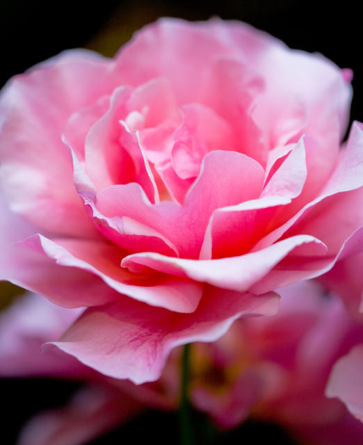 Pink Rose-2029