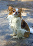 Chuey-2