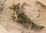 Squirrel Baby