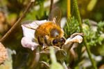 Bee - 3715