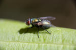 Fly - 3932