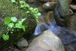 Big Basin-3